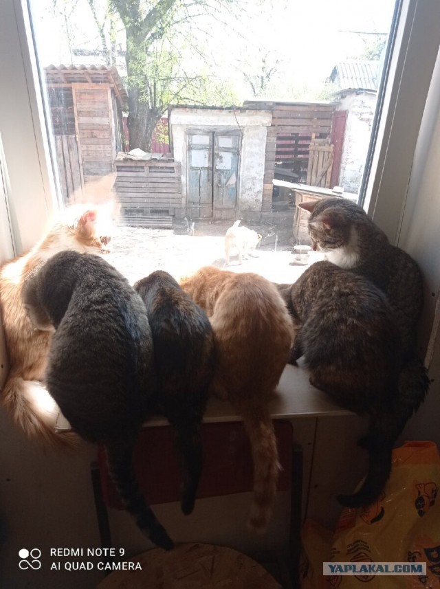 Котики в беде