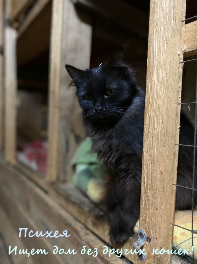 Жизнь домашнего приюта "Котоленд" 335