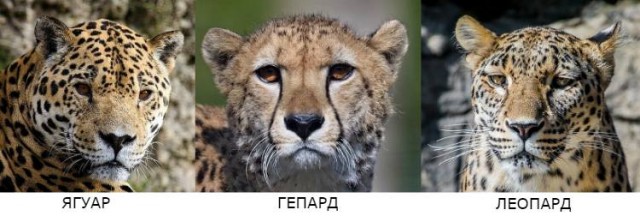 Просто киса купается