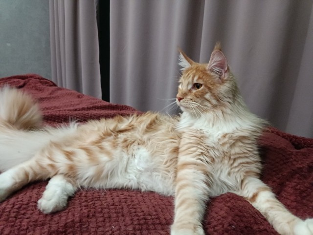 Кошка