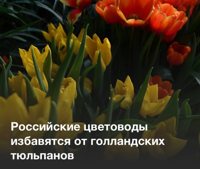 Победная поступь идиотизма по планете – том 9