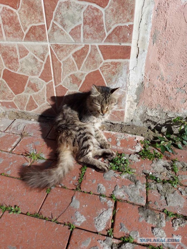 Котики Стамбула