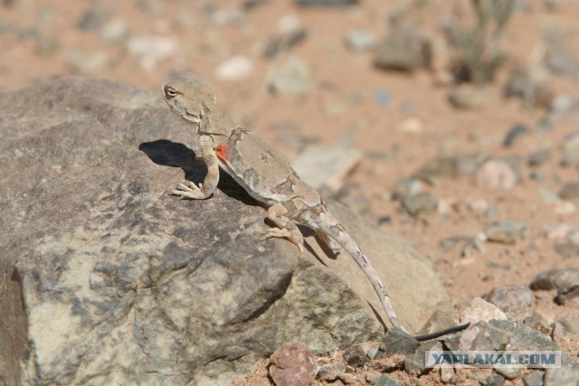 В Монголию на мотоциклах 2006
