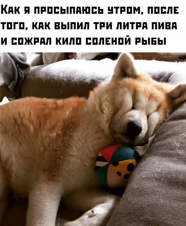 Весёлый полтишок 08.05.23