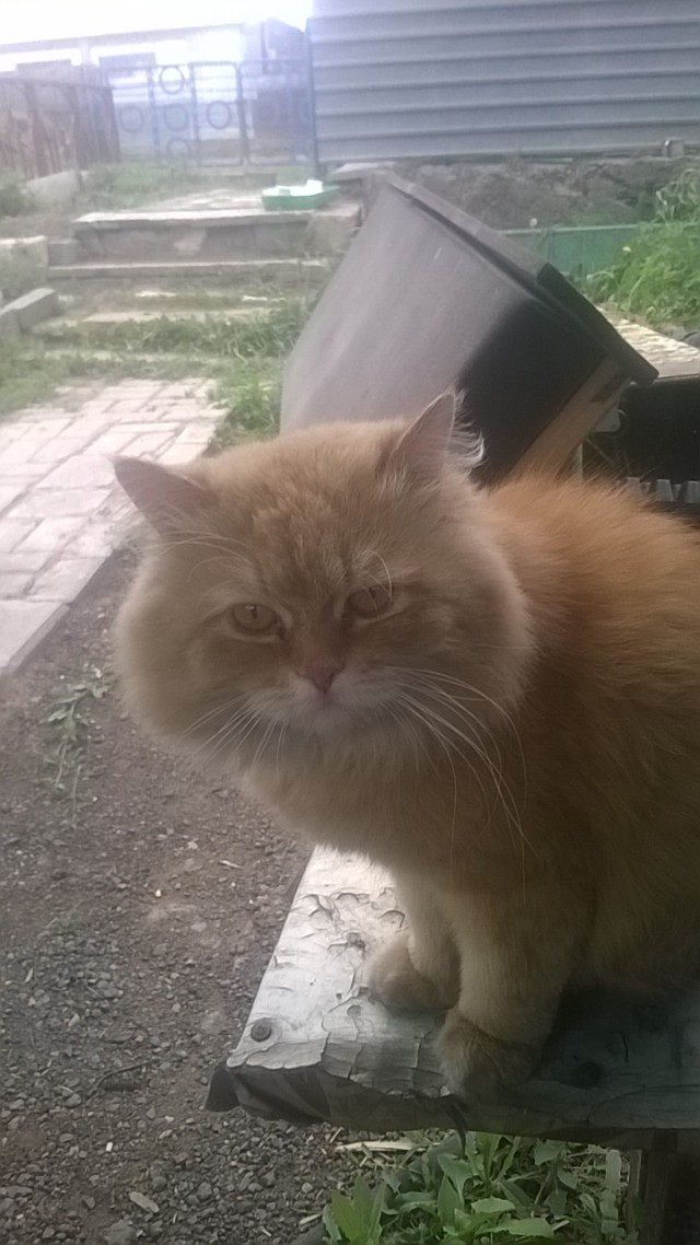 В ожидании деревенских