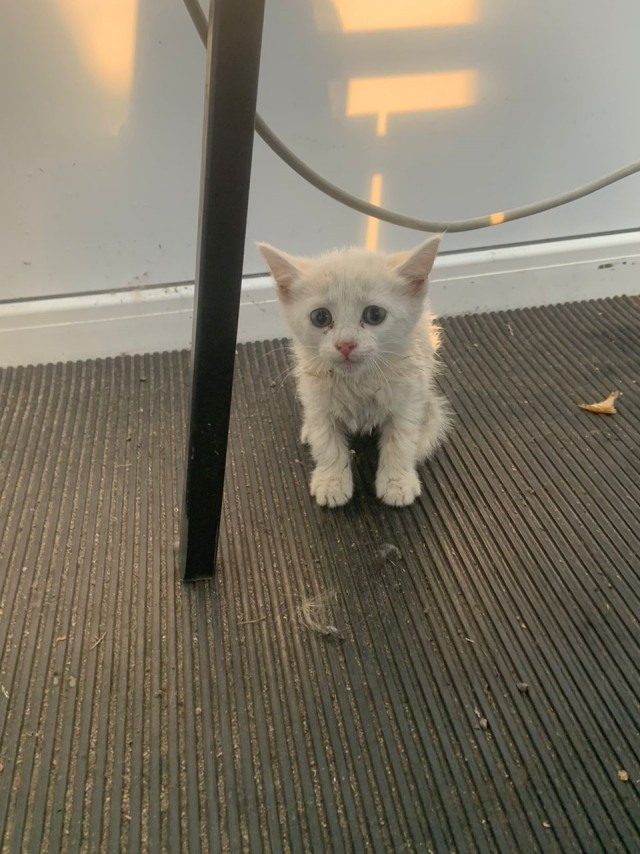 И полетал и поплавал