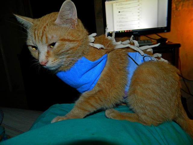 Ненужный кот