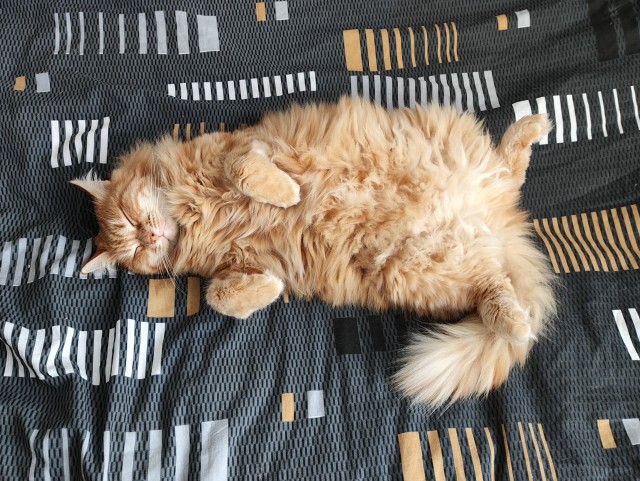Котовторник Рыжих