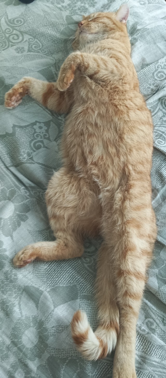 Котовторник Рыжих