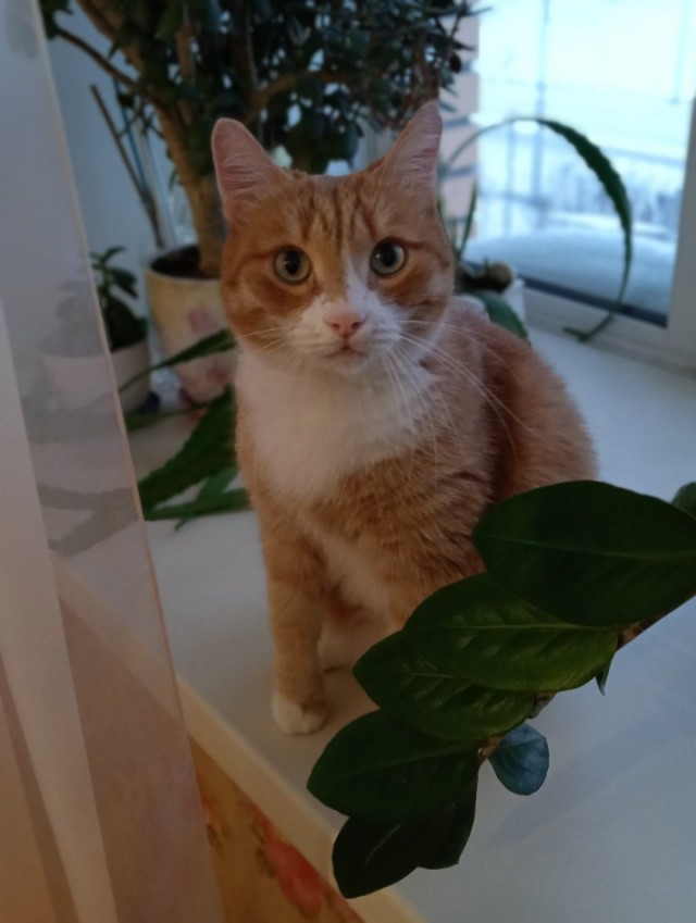 Котовторник Рыжих