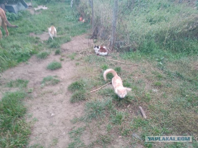 Жизнь домашнего приюта для котеек 464