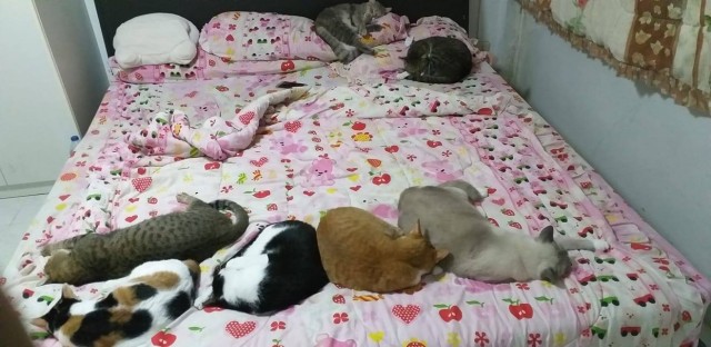 Жизнь домашнего приюта "Котоленд" 424