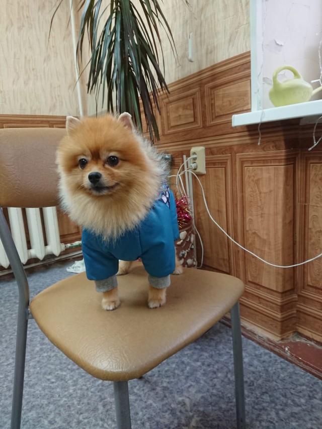 Собакочетверг! Добавляйте своих