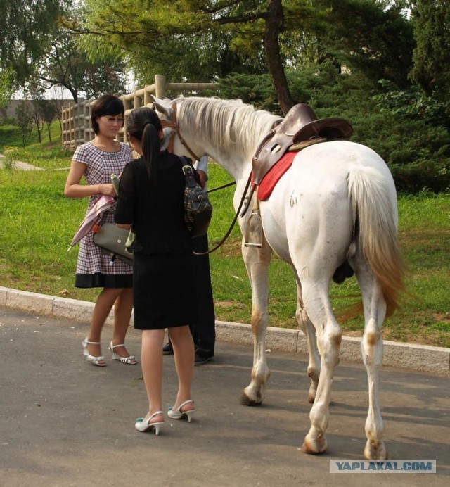 Товарищ Ким Чен Ын