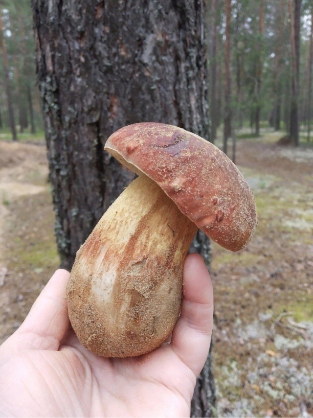 Север, блин