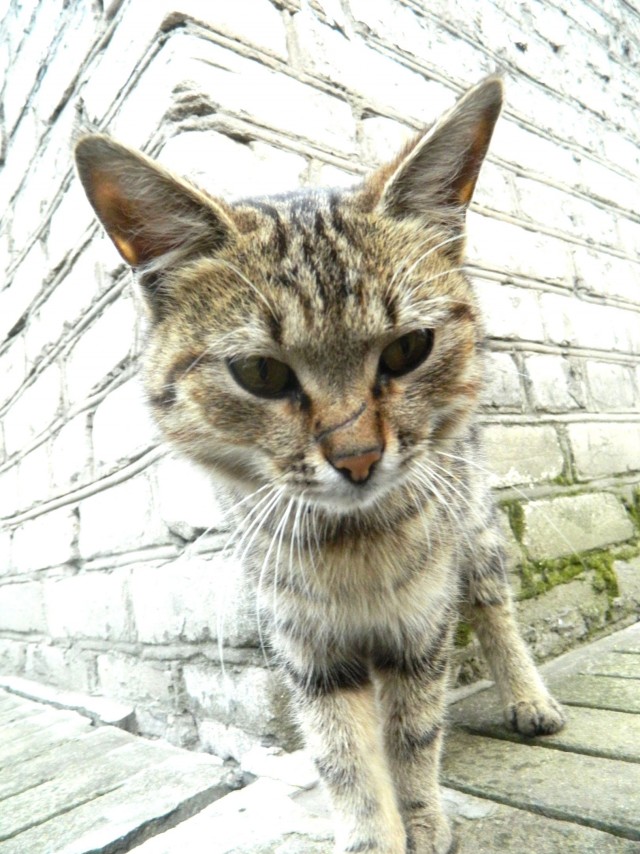Котовторник 21.05.2013
