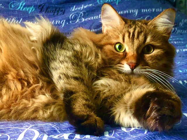 Котовторник!