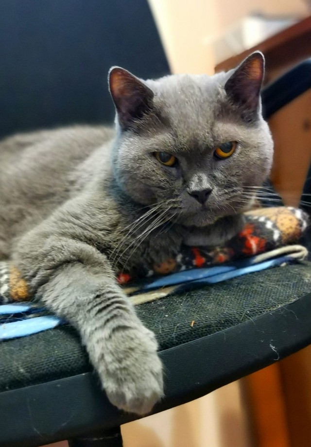 Котовторник, от мала до велика