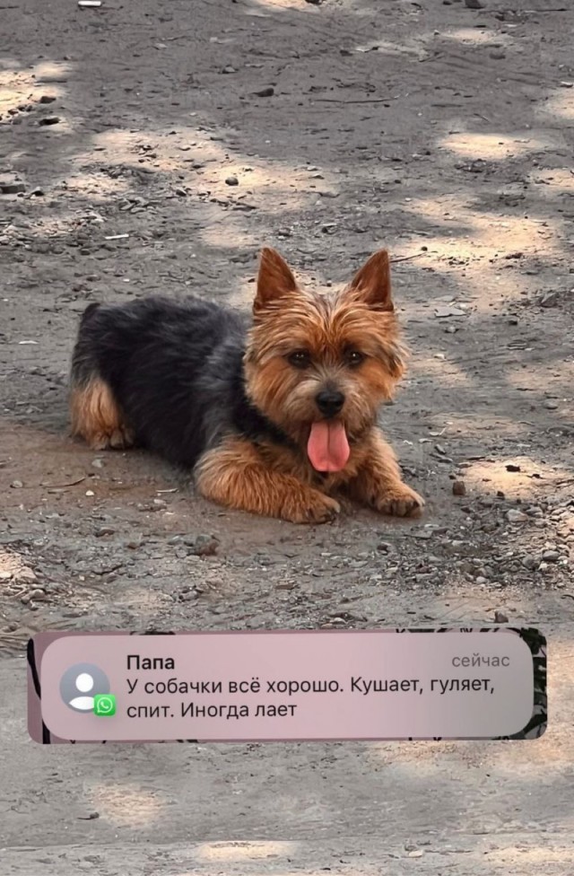 Чел подарил бате собакена и тот начал скидывать сыну истории обо всех их совместных приключениях