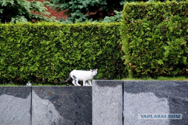 Котовторник 04.06.2013