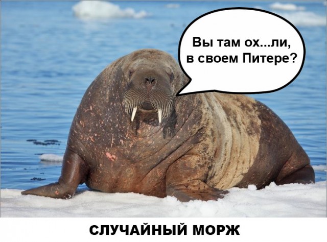 Человеческие останки в чемодане обнаружили в историческом районе Питера , в Рыбацком