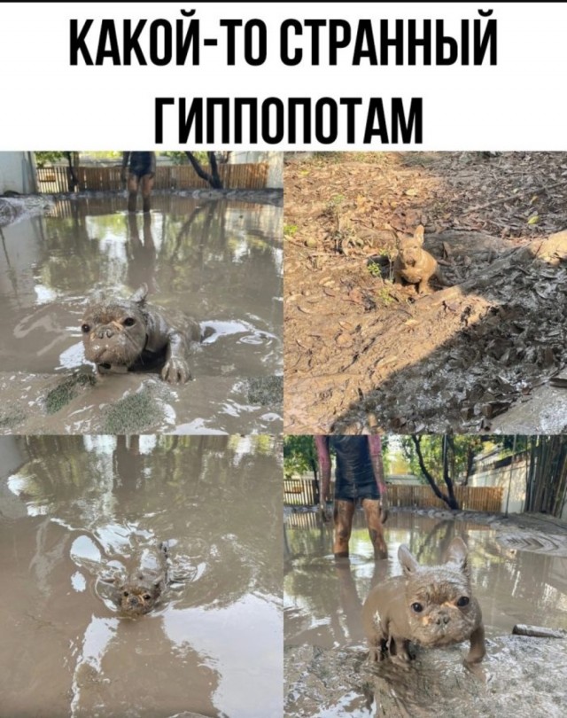 Веселые картинки в пятницу (30.05)