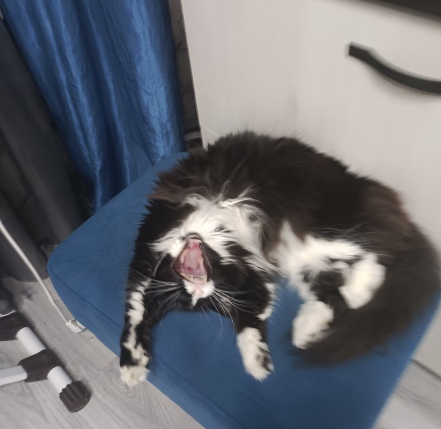 Моя жена не умеет фоткать кота