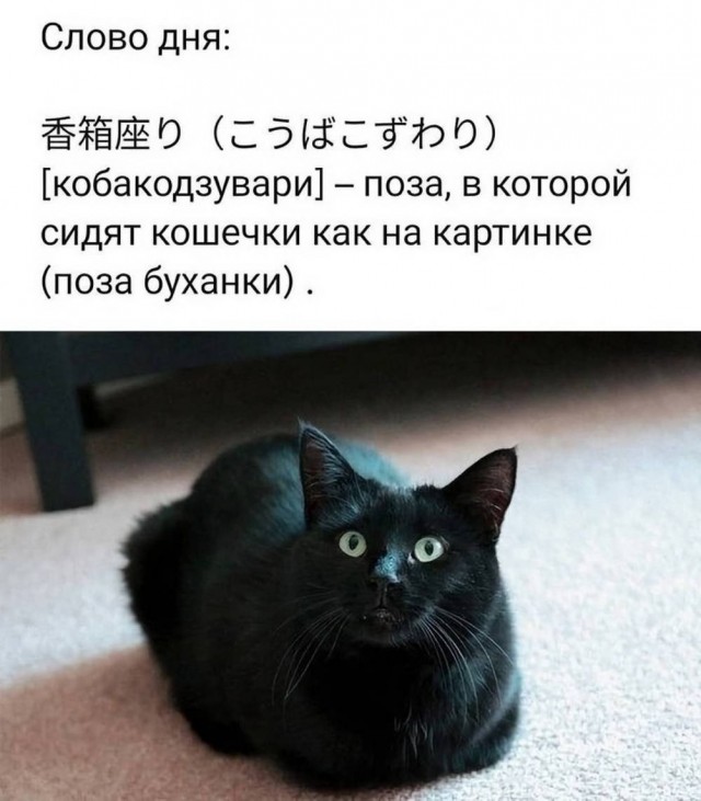Картинки для деградации 38 (разной степени свежести)