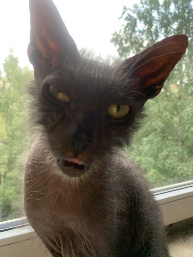 Включил отопление, Васька доволен