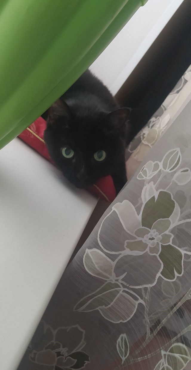 Черные котики мастера маскировки