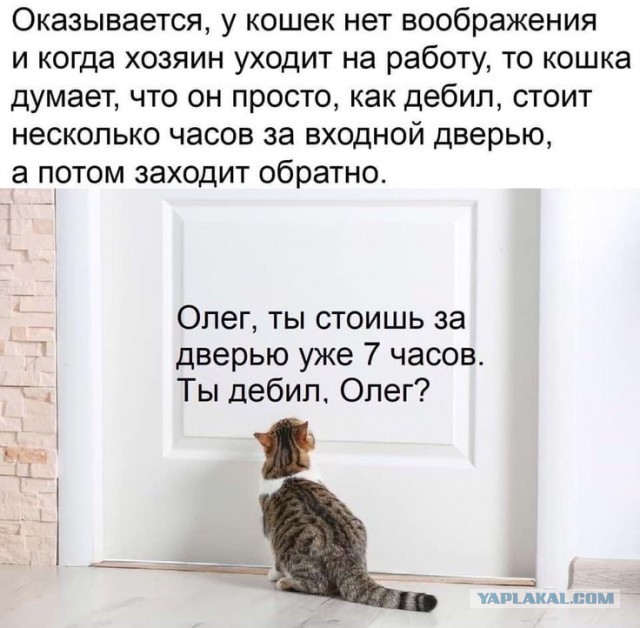 Приходишь после работы домой без сил, а там кот уставший больше тебя