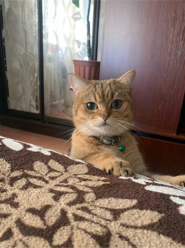 любитель котовторников