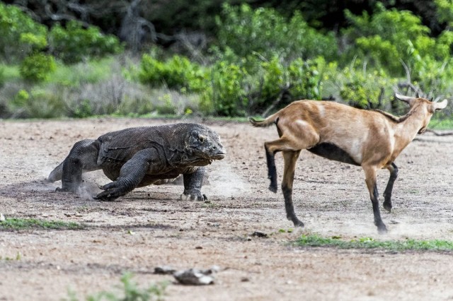 Комодский варан: Мегаящеры, способные завалить буйвола. Весь остров дрожит от их тирании