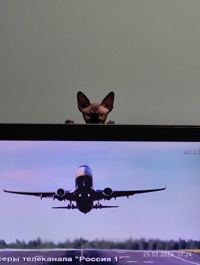 К котовторнику делюсь