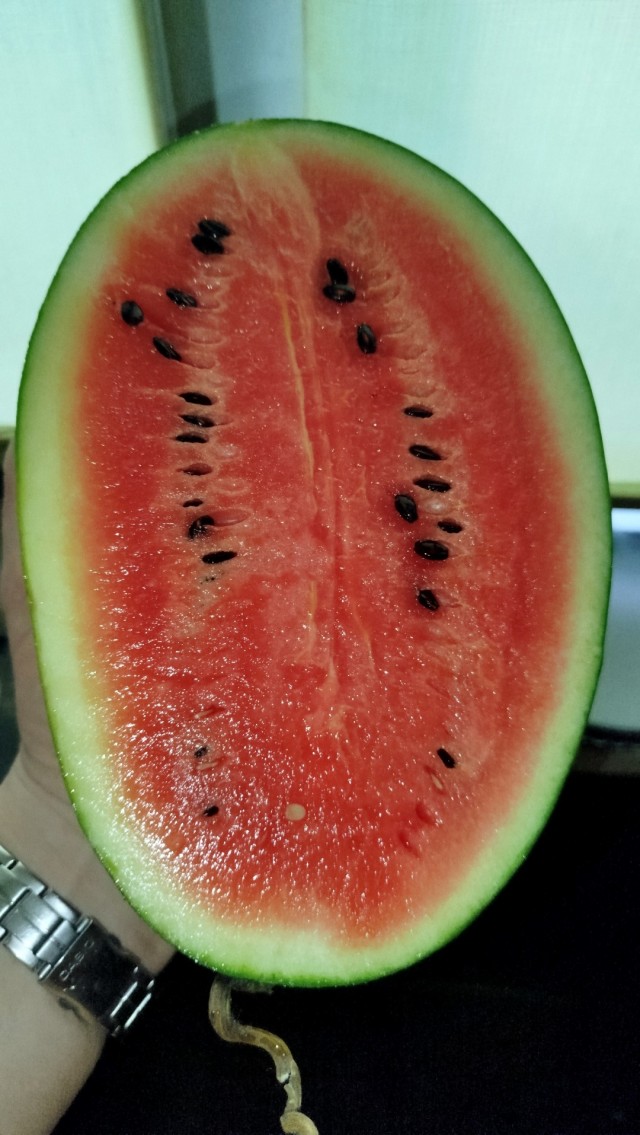 Морские свинки кушают.