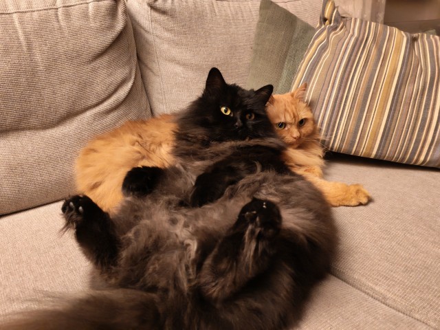 Когда дома два кота