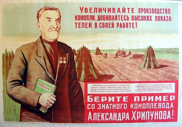 Конопля - лучшая замена картошки.
