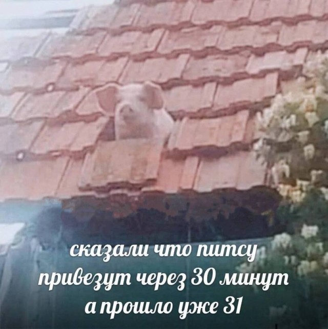 Доставка самовывозом