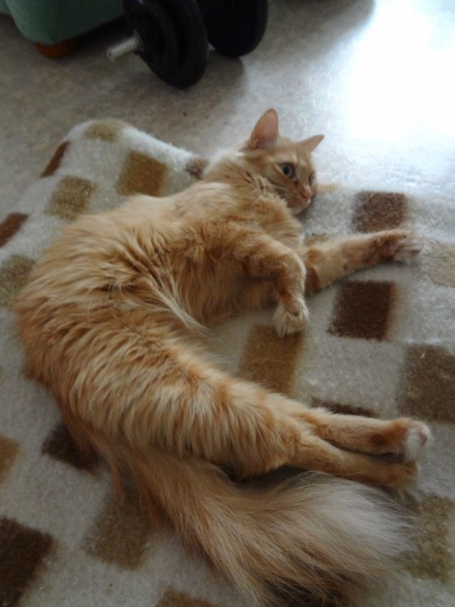 Котовторник 8.10.2013