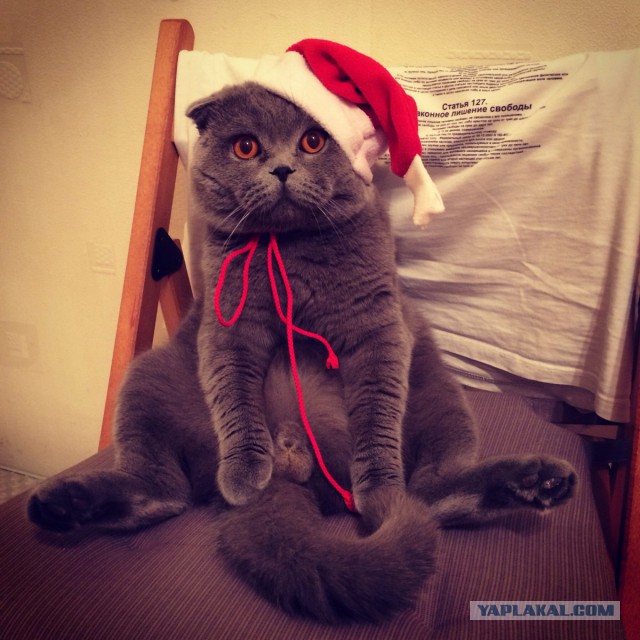 Котовторник   31.12.  2013