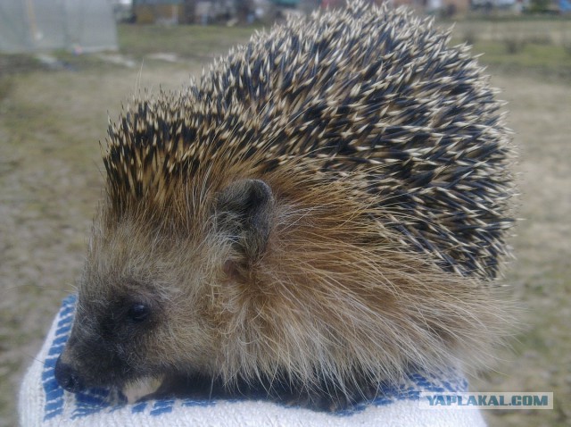 Первый Йожик 2014