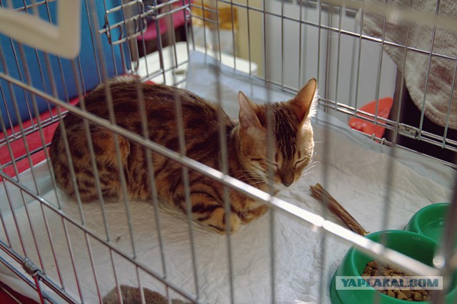 Котовторник 6.05.2014