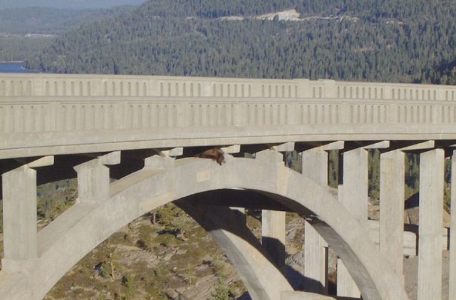 Спасение медведя, застрявшего под мостом