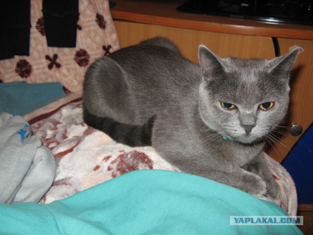 Еще одно спасение котят