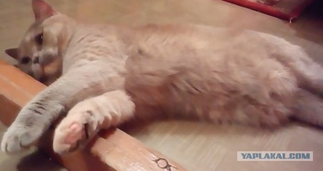 Котовторник 21.10.2014