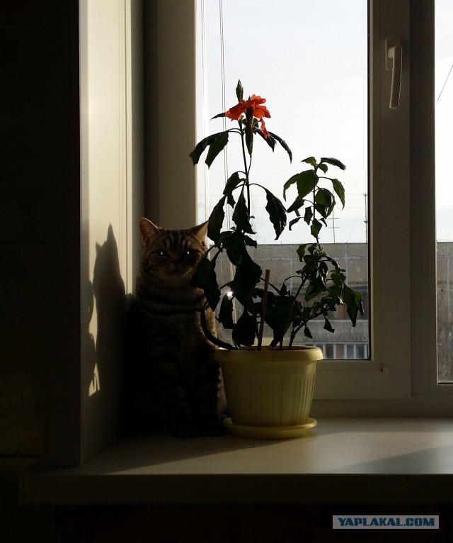Котовторник 31.03.2015