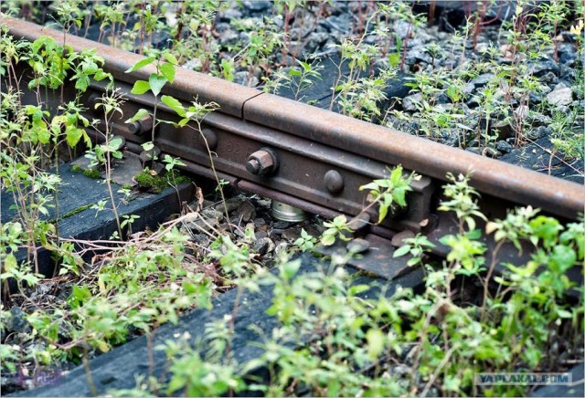 Центр кинологической службы Упр-ния на транспорте