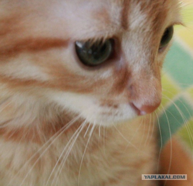Котовторник 14.07.2015