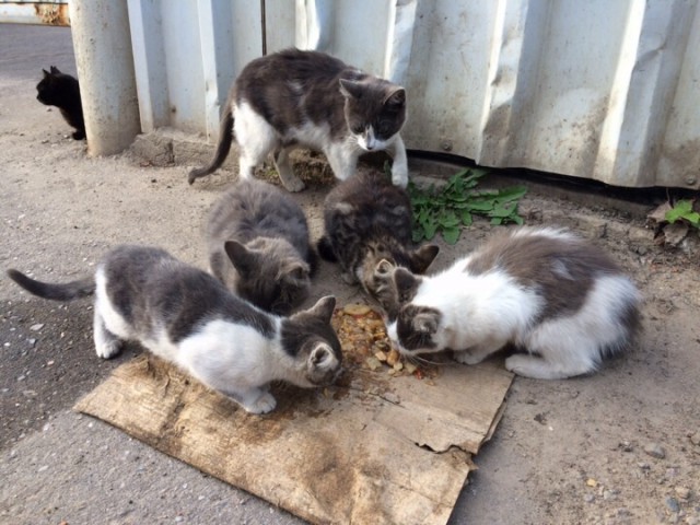Котовторник