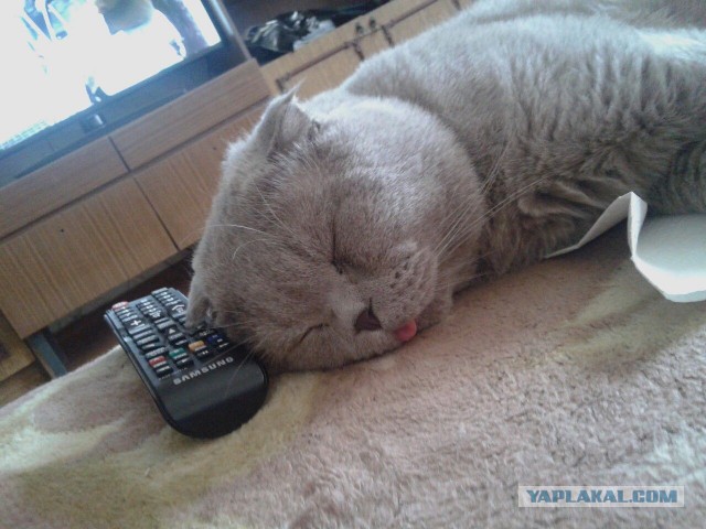 Котовторник 13.10.2015